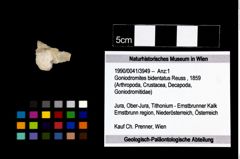Foto (Objekt + Etikett) von Goniodromites bidentatus (Reuss, 1859)  (NHMW-GEO-1990-0041-3949)